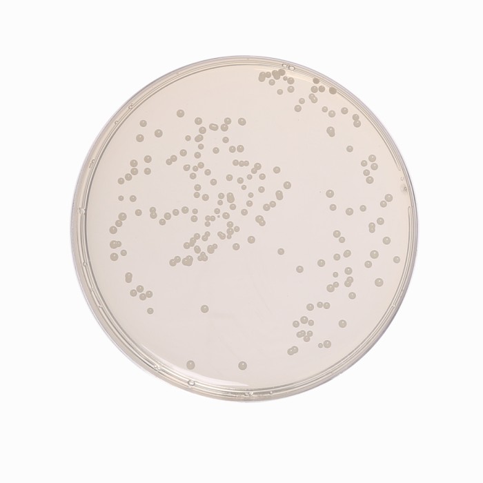 Yeast Glucose Chloramphenicol  Agar, Granulated