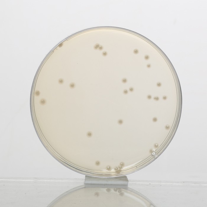 Mueller Hinton Agar, Granulated