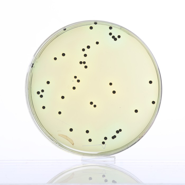 Hektoen Enteric Agar, Granulated