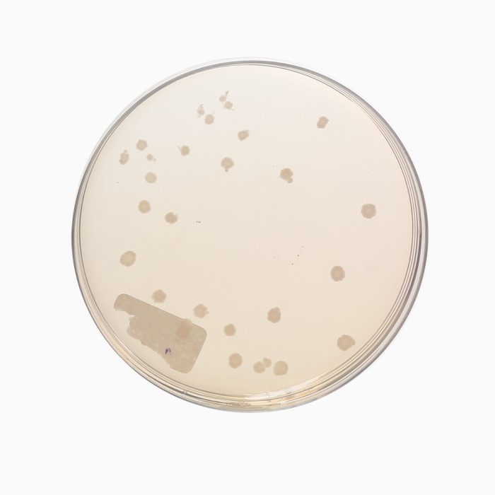 Anaerobic Agar (Brewer), Granulated
