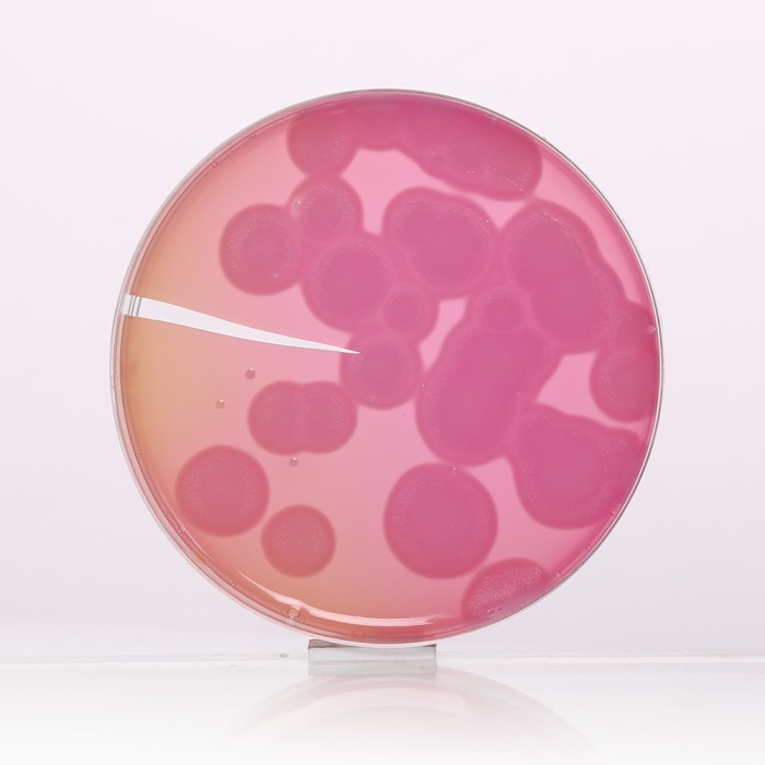 MYP Agar Base, Granulated  (Phenol Red Egg Yolk Polymyxin  Agar Base, Granulated)