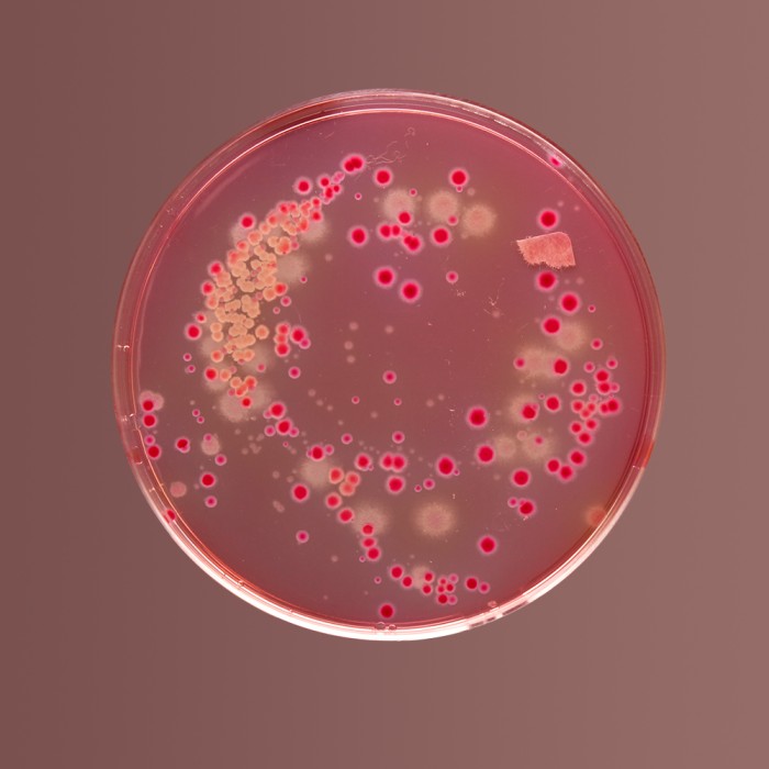 MacConkey Agar, Granulated 