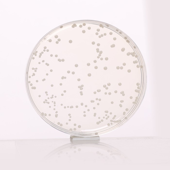 Potato Dextrose Agar, Granulated 