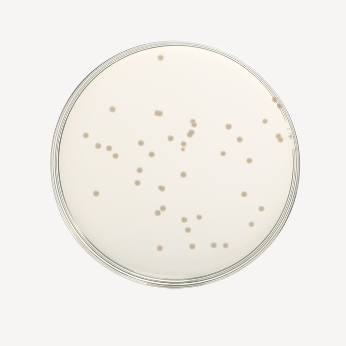 Luria Bertani HiVeg® Agar, Miller, Granulated (Miller Luria  Bertani HiVeg® Agar, Granulated)