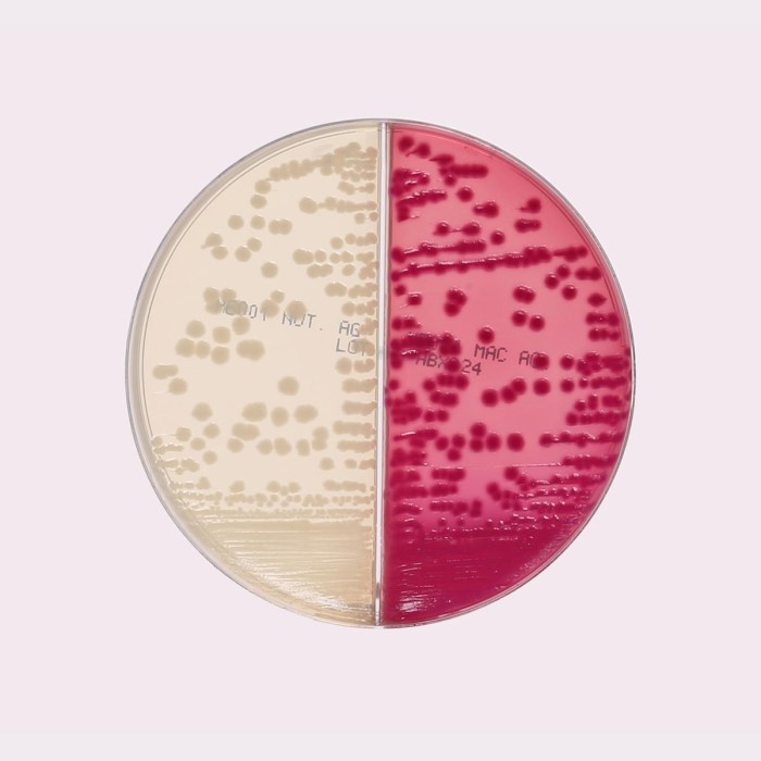 HiCombi™ Nutrient - MacConkey Agar Plate
