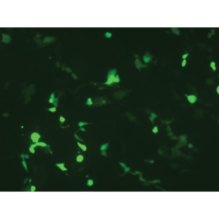 HiTransfect™ Transfection Medium, Serum Free, Animal Component Free, Low protein