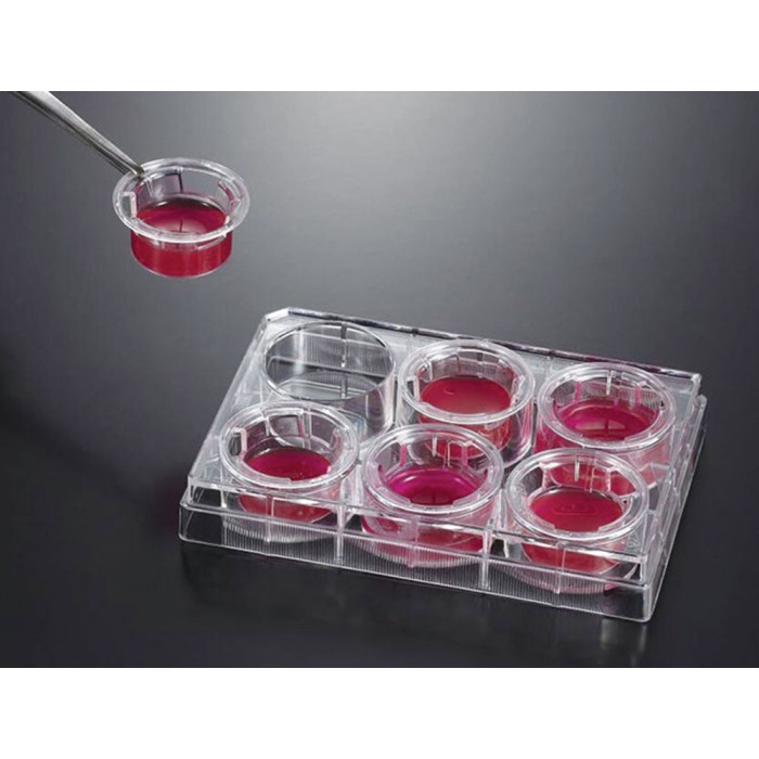 Cell Culture Insert, White