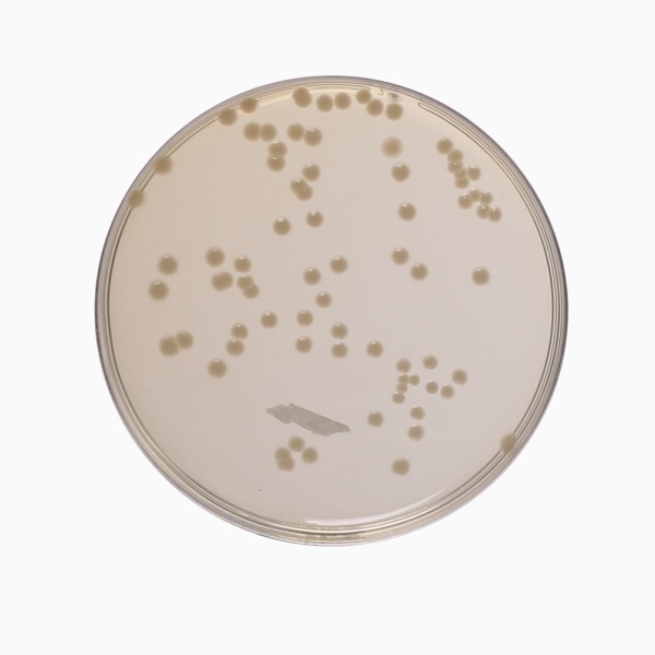 Agar agar biologique – Pit&Pit