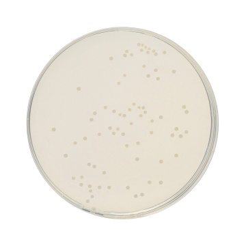 HiEncap™ Plate Count Agar (HiEncap™ Standard Methods Agar)