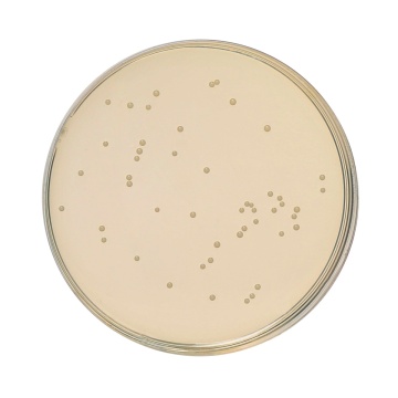 HiEncap™ Potato Dextrose Agar