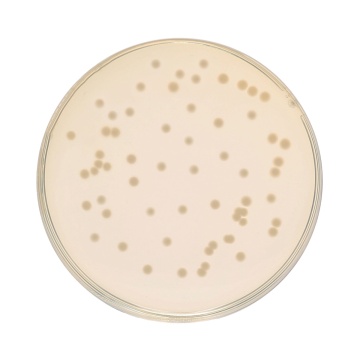 HiEncap™ Luria Bertani Agar, Miller (HiEncap™ Miller Luria Bertani Agar)