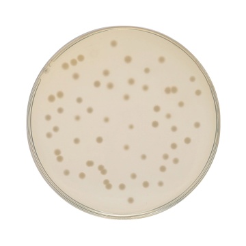 HiEncap™ Luria Bertani Agar, Miller (HiEncap™ Miller Luria Bertani Agar)