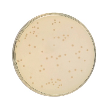 HiEncap™ YT Broth (HiEncap™ 2 XT Broth)