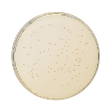 HiEncap™ YT Broth (HiEncap™ 2 XT Broth)