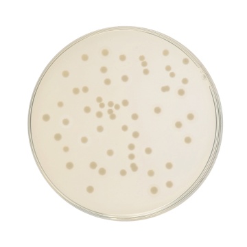 HiEncap™ YT Agar