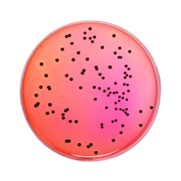 Xylose Lysine Deoxycholate Agar,  Granulated (XLD Agar, Granulated)