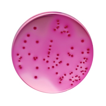 Violet Red Bile Agar, Granulated