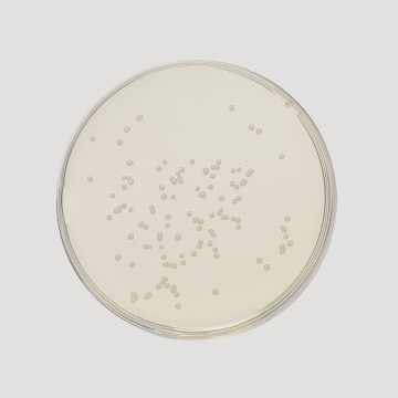 Sabouraud Maltose Agar, Granulated