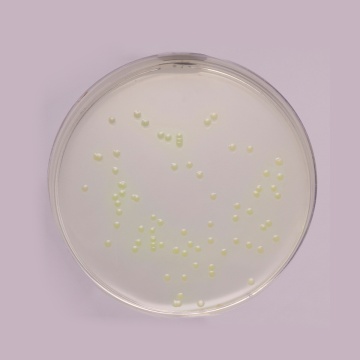 Pseudomonas Agar Base, Granulated