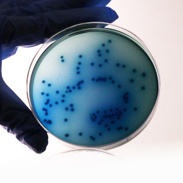 Gassner Lactose Agar, Granulated