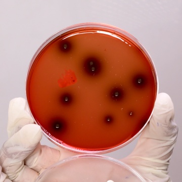 Listeria Identification Agar Base  (PALCAM), Granulated
