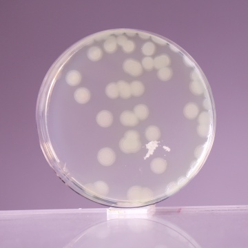 Mueller Hinton Agar No. 2, Granulated