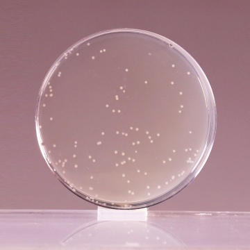 Luria Bertani Agar, Miller, Granulated (Miller Luria Bertani Agar, Granulated)