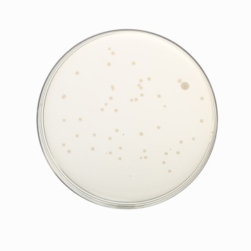 Luria Bertani Agar, Modified,  Granulated