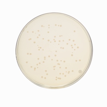 Tryptone Soya Yeast Extract Agar,  Granulated