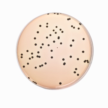 Leifson Agar, Granulated