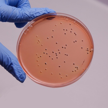 Sakazakii DHL Agar, Granulated
