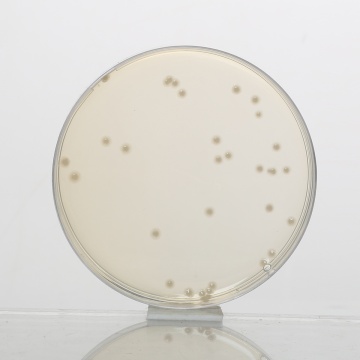Mueller Hinton Agar, Granulated