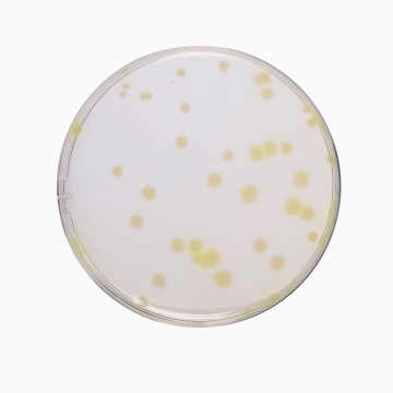 Casein Soyabean Digest Agar, Granulated  (Soyabean Casein Digest Agar, Granulated)  (Tryptone Soya Agar, Granulated)