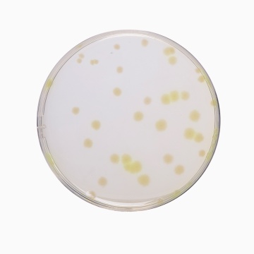 Casein Soyabean Digest Agar, Granulated  (Soyabean Casein Digest Agar, Granulated)  (Tryptone Soya Agar, Granulated)