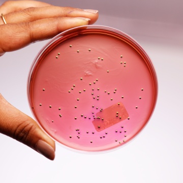 EMB Agar, Granulated