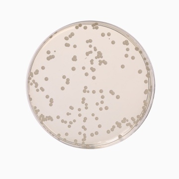 Oxytetra Glucose Yeast Agar Base,  Granulated (OGYE Agar Base,  Granulated)