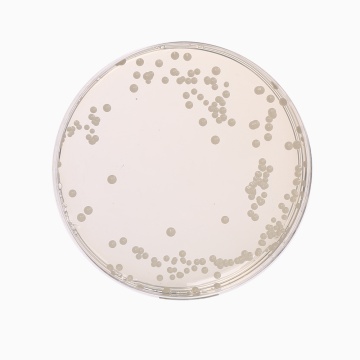 Oxytetra Glucose Yeast Agar Base,  Granulated (OGYE Agar Base, Granulated)