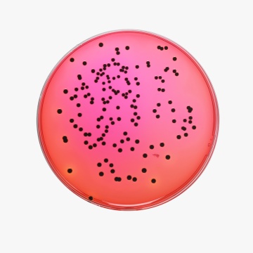 Xylose-Lysine Deoxycholate Agar,  Granulated 