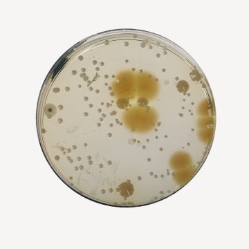 Casein-Soyabean Digest Agar, Granulated (Soybean-Casein Digest Agar, Granulated) 