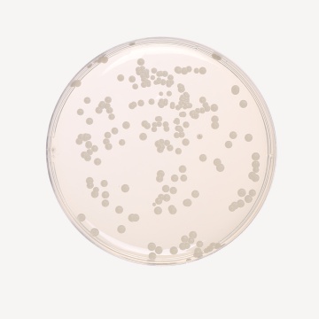 Sabouraud Dextrose Agar Medium 4,  Granulated