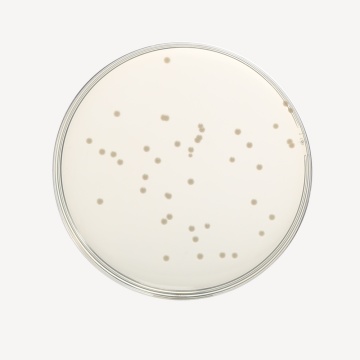 Luria Bertani HiVeg™ Agar, Miller, Granulated (Miller Luria Bertani HiVeg™ Agar, Granulated)