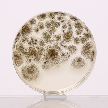 Sabouraud Dextrose Agar w/ 3.0% Agar