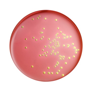 EMB Agar Base