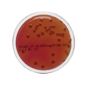 Violet Red Bile Agar Plate (1.2%)