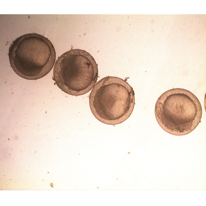 M2 Medium w/ HEPES buffer, Sodium bicarbonate and Sodium lactate
