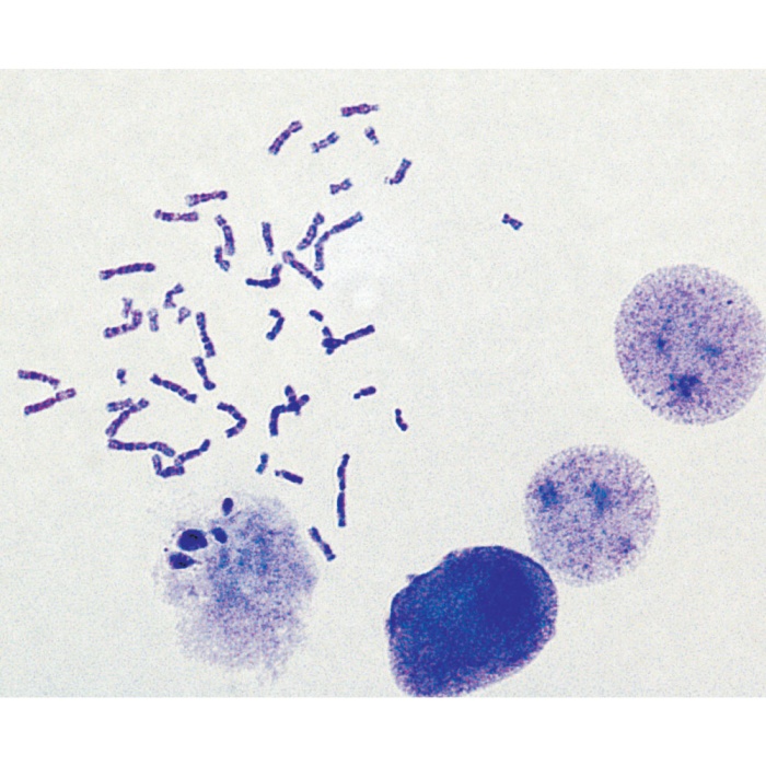 HiPer® Karyotyping Teaching kit