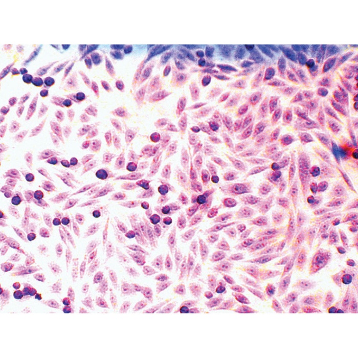 Microscopy Slide Set for  Mammalian Cell lines