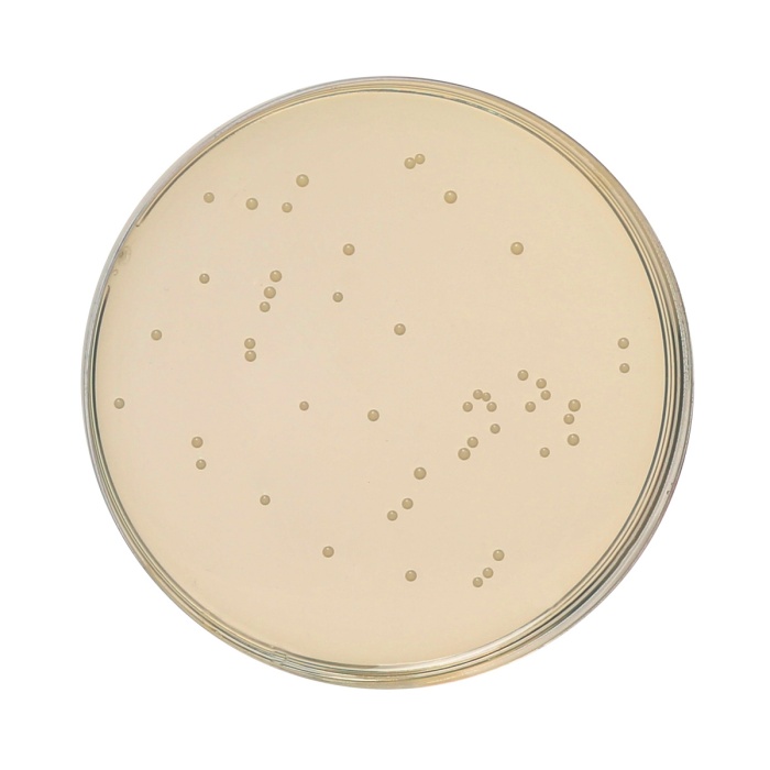 HiEncap™ Potato Dextrose Agar