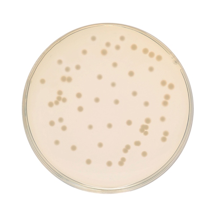 HiEncap™ Luria Bertani Agar, Miller (HiEncap™ Miller Luria Bertani Agar)