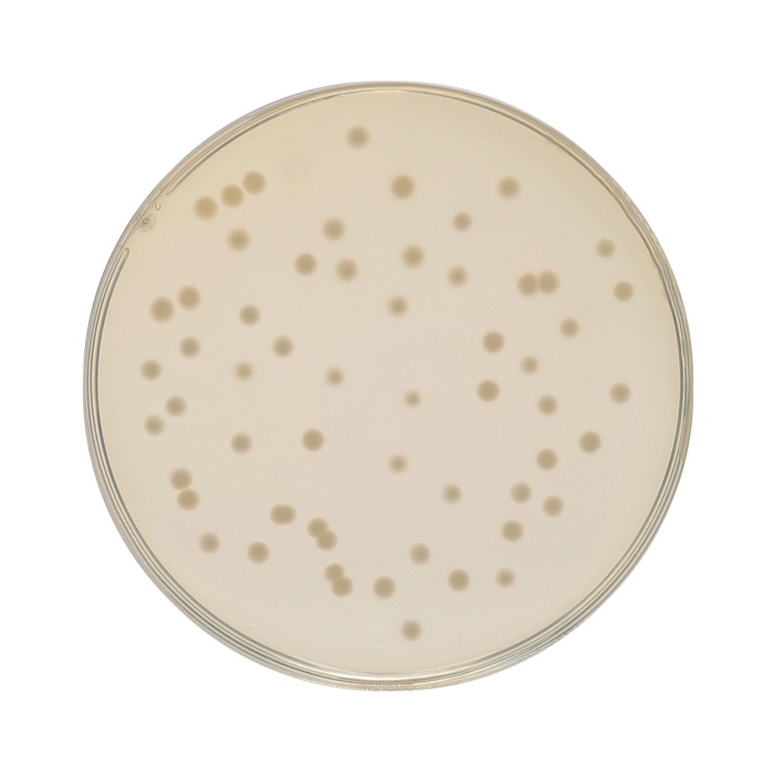 HiEncap™ Luria Bertani Agar, Miller (HiEncap™ Miller Luria Bertani Agar)